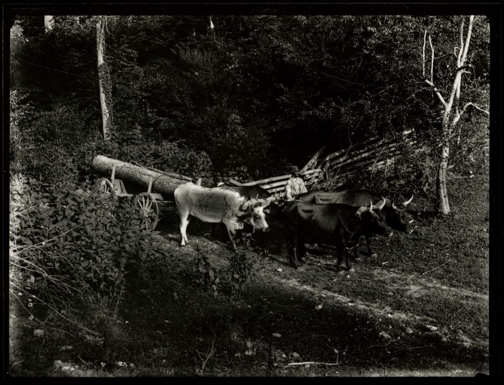 Ox Team At Camp Hall, Near Newbern, July 28, 1886, No.127