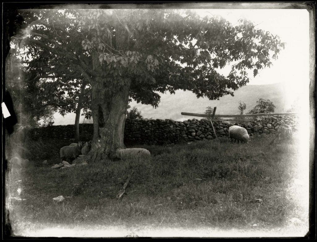 Sheep At Foot of Oak, June 1888, No.165