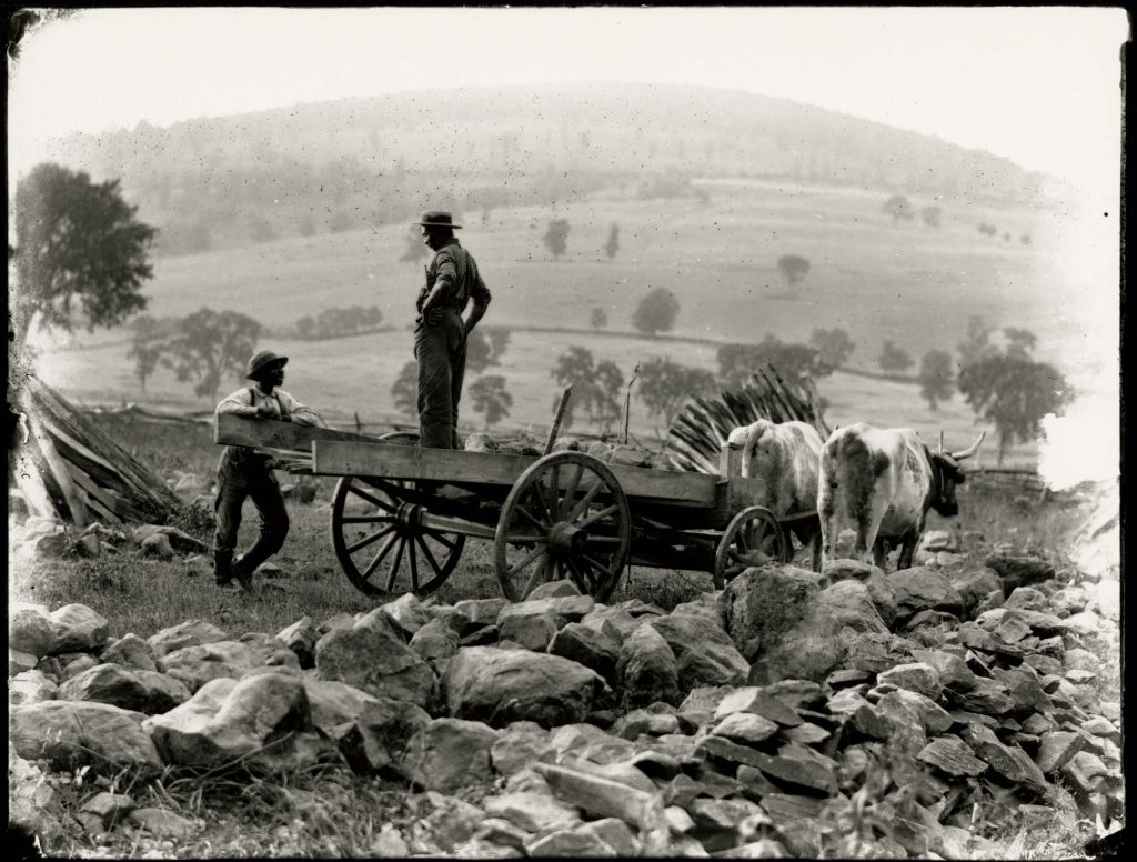 Ox Team near Trapp, Virginia, July 28, 1898