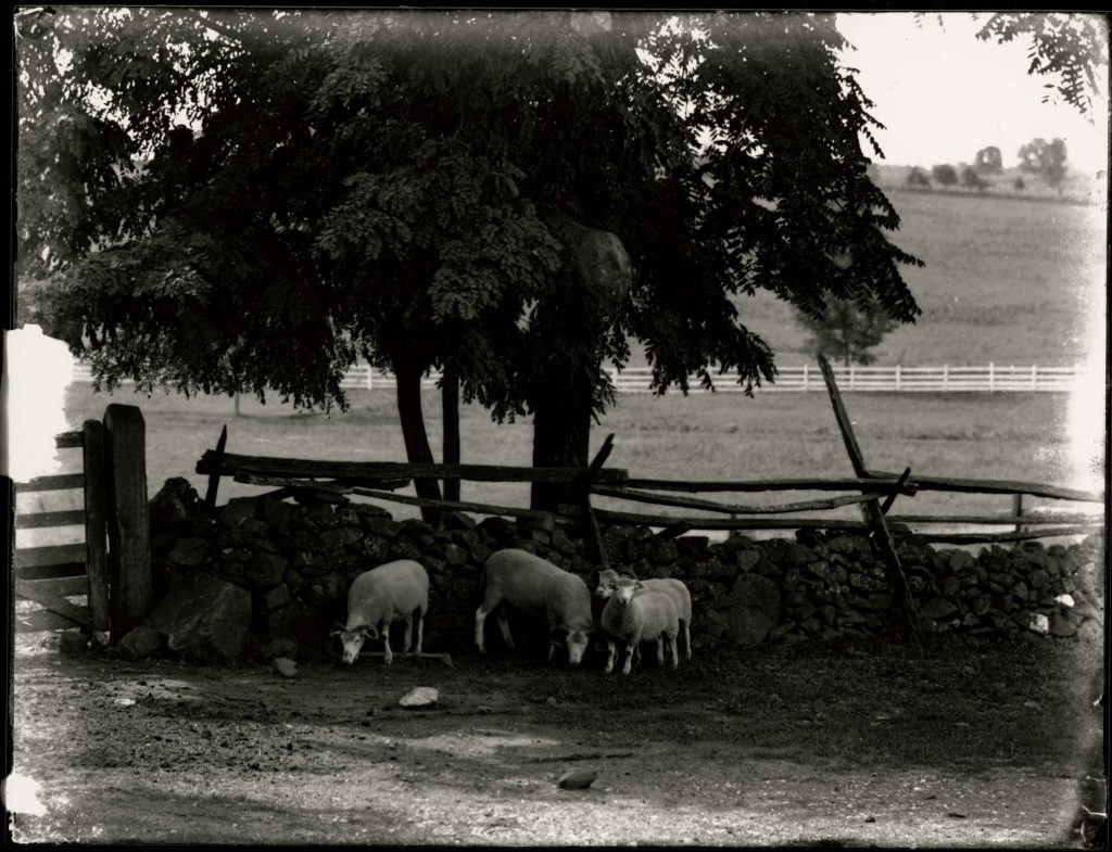 Sheep on Farm of John Logan, August 4, 1898