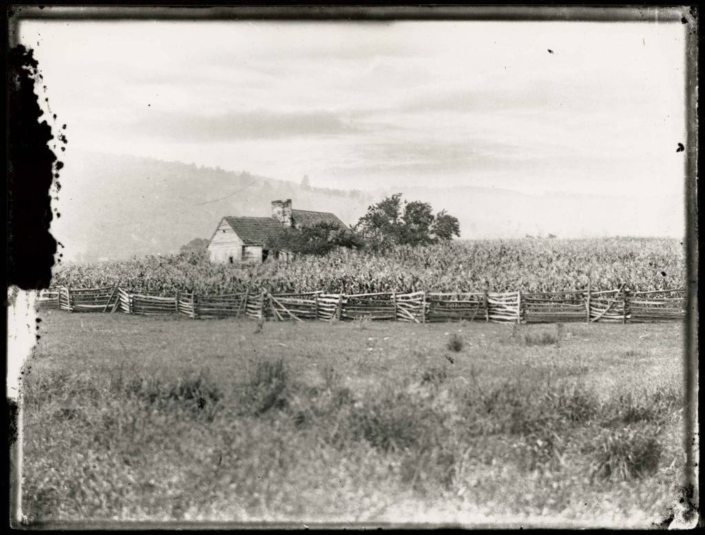 Among the Corn