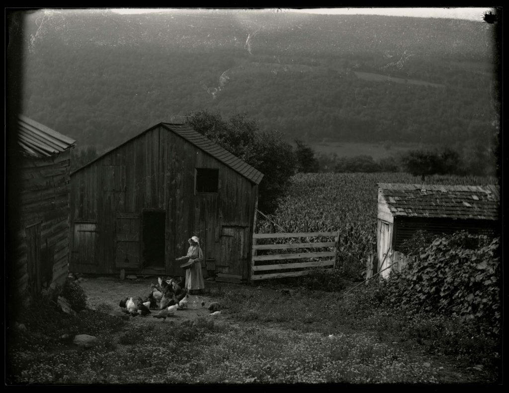 Girl Feeding Chickens