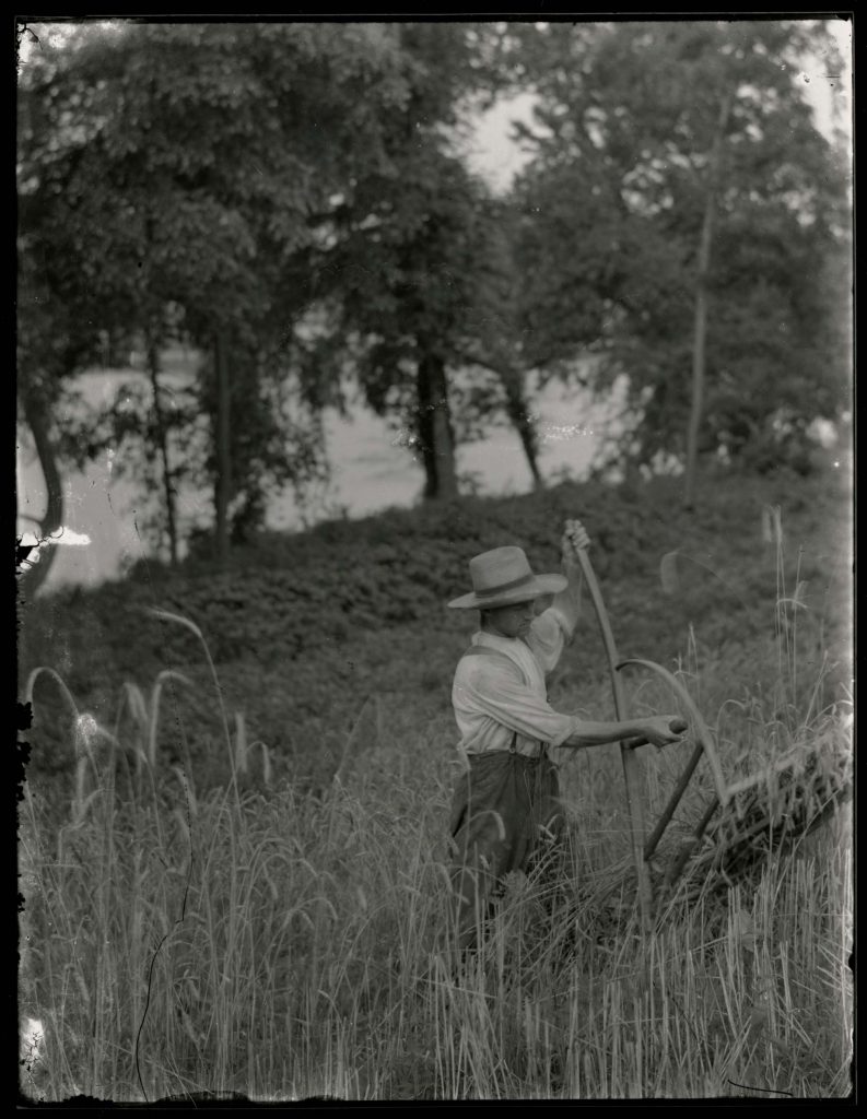 Man Harvesting Wheat