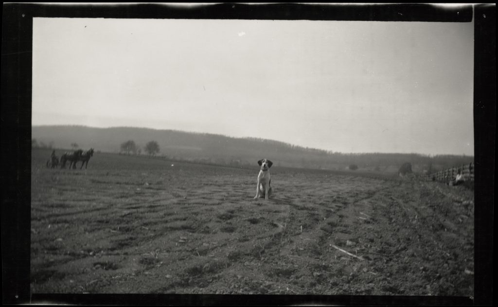 Frances & Flossie & Flossie alone series, c. 1911