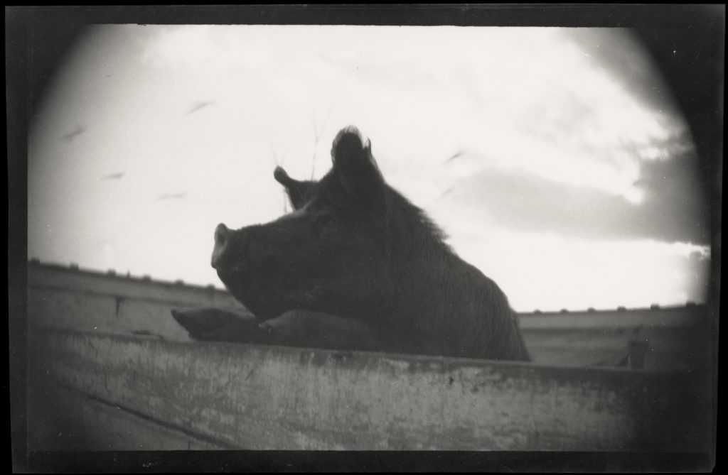 Snooks also Pig series, ca 1911-12