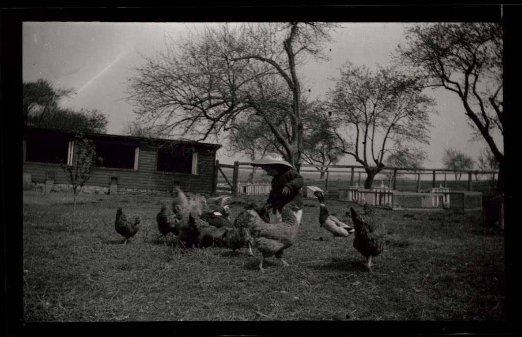 Frances, Majorie & chickens series ca. 1912