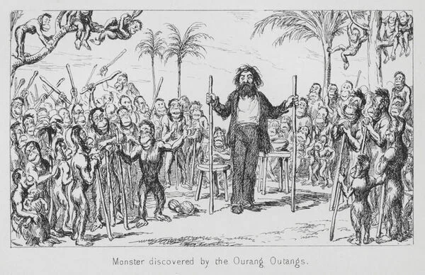 A man stands in the center of the image surrounded by Orangutans holding long sticks, and hanging on to trees staring at the man in curiosity.