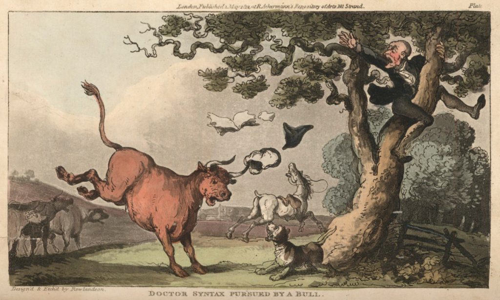 A scared looking man runs up a tree while being chased by a bull.