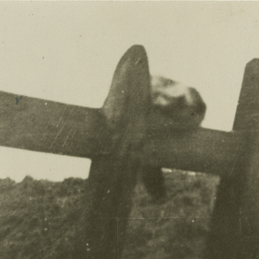 The photograph shows a fluffy creature with dark and light coloration, thought to be Gef the Talking Mongoose, sitting on a fence.