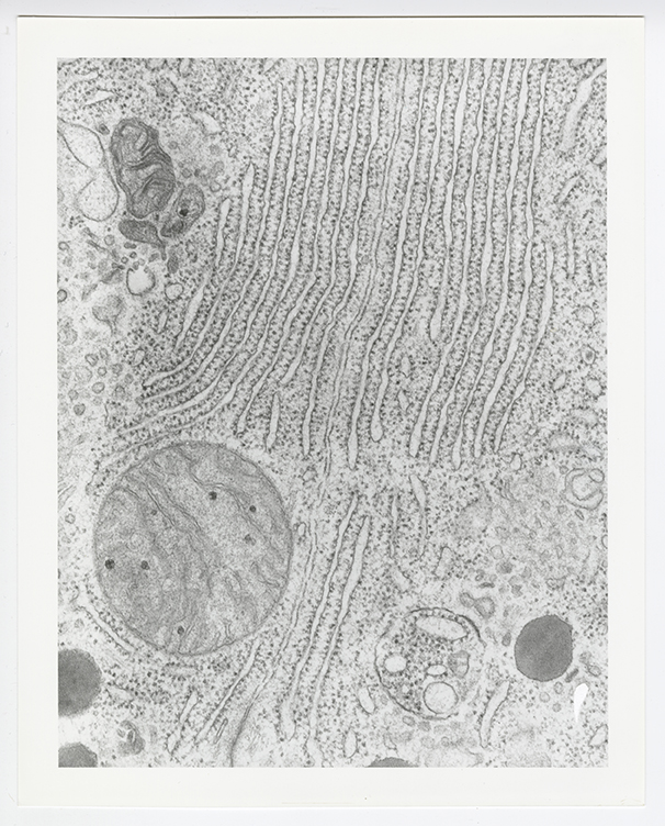 Cell microscopy