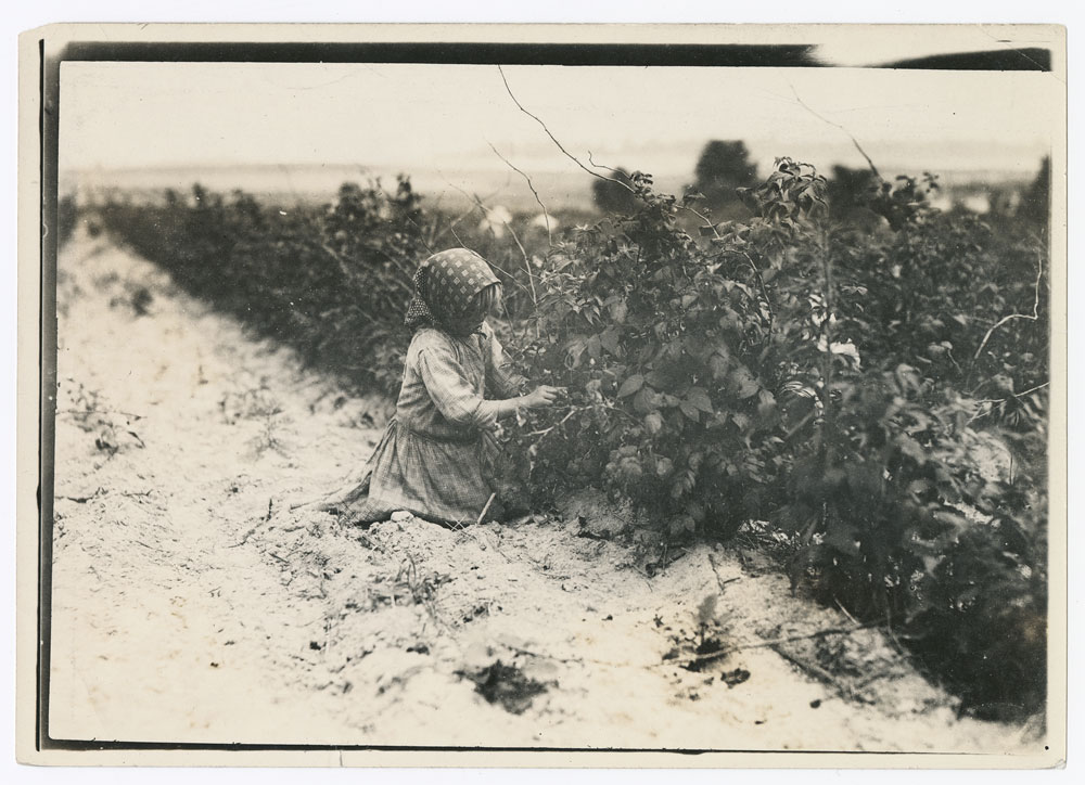 Young child kneels to pick berries