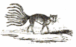 A hybrid of a cat and a fish